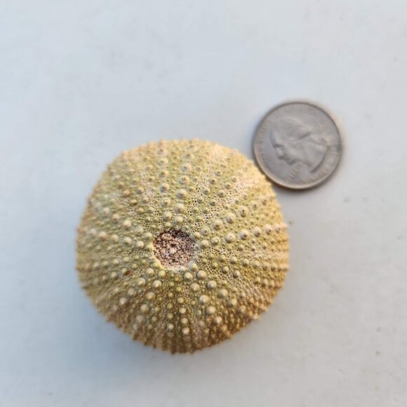 Whole Sea Urchin Fossil Shell Gems and Minerals Rocks Fossils Decor Nautical Nic - Picture 9 of 14